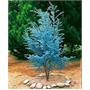 Cider Gum Eucalyptus Herb 20 Seeds - Eucalyptus gunnii Cider Gum Eucalyptus Herb 20 Seeds - Eucalyptus gunnii