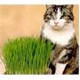 Green & White Catgrass (Sweet Barley for Cats)-25 grams Green & White Catgrass (Sweet Barley for Cats)-25 grams
